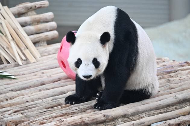 (260110) -- KUALA LUMPUR, Jan. 10, 2026 -- Giant panda Chenxing is pictured at Zoo Negara in Selangor, Malaysia, on Jan. 10, 2026. China s giant pandas Chenxing and Xiaoyue, currently on loan to Malaysia, officially met the public here on Saturday. TO GO WITH New giant panda couple makes public debut in Malaysia ) MALAYSIA-KUALA LUMPUR-GIANT PANDAS-PUBLIC DEBUT ChengxYiheng 