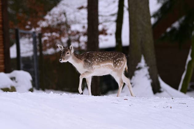 Damwild im verschneiten Wald im Wildpark Schwarze Berge bei Hamburg I 10.01.2026 Damwild im verschneiten Wald im Wildpark Schwarze Berge bei Hamburg Hamburg Hamburg Hamburg Deutschland *** Fallow deer in the snow-covered forest in the Schwarze Berge Wildlife Park near Hamburg I 10 01 2026 Fallow deer in the snow-covered forest in the Schwarze Berge Wildlife Park near Hamburg Hamburg Hamburg Hamburg Hamburg Germany Copyright: xLobeca FelixxSchlikisx
