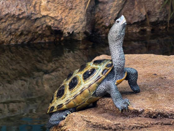 Creative Highlights World Schildkröte streckt sich auf Felsen in der Nähe von Wasser - Wildlife Natur Reptilien Fotografie Turtle stretching on a rock near water, showcasing natural wildlife behavior, reptile calm, calm nature scenery, and a peaceful outdoor environment. (License=RF) Copyright: xZoonar.com KellyxDengesx 24447835