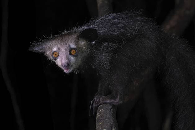 Creative Highlights World Fingertier, Aye-Aye (Daubentonia madagascariensis) in den Tieflandregenwäldern im Osten von Madagaskar Aye-aye (Daubentonia madagascariensis) in the lowland rainforests of eastern Madagascar Copyright: imageBROKER ThorstenxNegro ibltan16190573.jpg