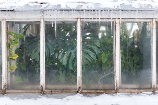 Gewächshaus im Winter oder zu Beginn des Frühlings. Monstera tropische Pflanze in der Nähe des Fensters Innen Greenhouse of botanical garden during a early spring time. Green tropical plant near the window indoor, icicles and on background, cold weather. Monstera, lianas behind glass greenhouse (License=RF) Copyright: xZoonar.com DmitriixMarchenkox 24458095
