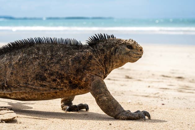 Creative Highlights World Meeresleguan an der Sandküste der Insel Isabela, Galapagos-Archipel, Ecuador A marine iguana basks on the beach of Isabela Island in the Galapagos Archipelago, Ecuador, surrounded by calm ocean waters (License=RF) Copyright: xZoonar.com LaurentxDavoustx 24461447