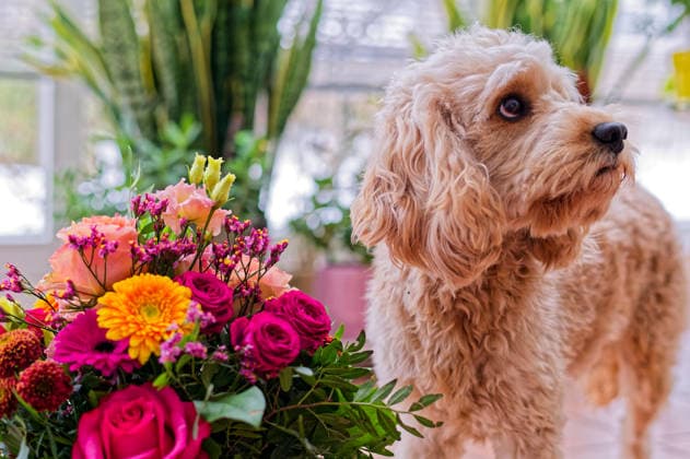 Herzliche Gklückwünsche. Der junge Cockapoo am prächtigen Blumenstrauß. Siegsdorf Chiemgau Bayern Deutschland *** Best wishes The young Cockapoo at the magnificent bouquet Siegsdorf Chiemgau Bavaria Germany Copyright: xRolfxPossx