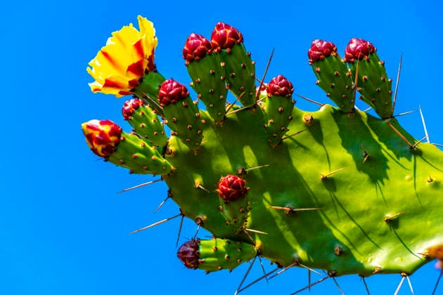 Kaktus Kaktus Pflanze Pflanze mit Stacheln gelbe Blumen Früchte Brasilien. Cactus cactus plant plant with spines yellow flower flowers and fruits on Ilha Grande Big Island Angra dos Reis State of Rio de Janeiro Brazil. (License=RM) Copyright: xZoonar.com ArkadijxSchellx 24468336
