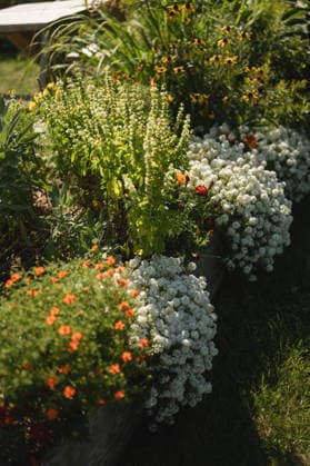 Lush garden bed with sweet alyssum and vibrant summer flowers Empire, Michigan, United States R_AKAO260111C-1933887-01