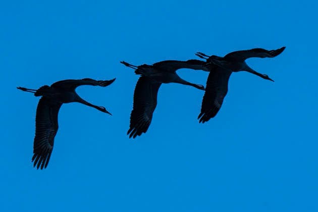 Creative Highlights World Fliegende Kraniche (Grus grus), auch Vögel des Glücks genannt, bei Müncheberg (Landkreis Märkisch-Oderland) in Brandenburg. *** Flying cranes Grus grus , also known as birds of happiness, near Müncheberg in the district of Märkisch Oderland in Brandenburg