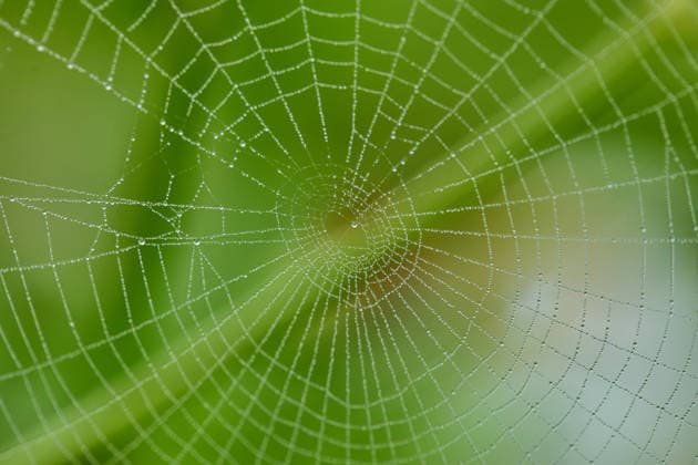 Creative Highlights World Dew drops on spider web Mueang Chiang Rai, Chiang Rai, Thailand R_GXKV260111-1941771-01