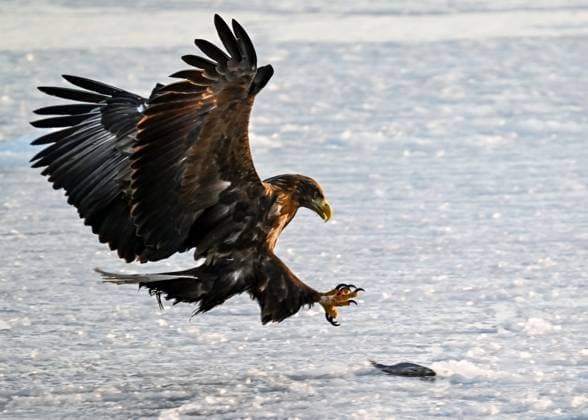 Russia Wildlife 9085640 12.01.2026 A white-tailed eagle flies in the Far Eastern city of Vladivostok, Russia. White-tailed eagles arrive in the region for the winter and stay close to the ice-free bays, where they can easily obtain fish. Vitaliy Ankov Sputnik Vladivostok Primorsky krai region Russia  Copyright: xVitaliyxAnkovx