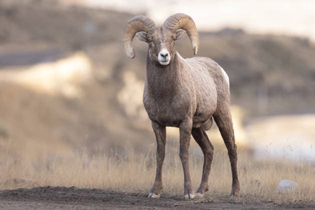 Creative Highlights World Majestic Bighorn Sheep Ram (Ovis canadensis) Standing in Open Gr Yellowstone National Park, Wyoming, United States R_NCJL260110-1934396-01