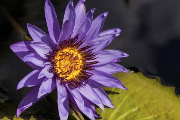 Die spitzviolette und weiße Seerose Nymphaea blüht im Sommer in einem Teich mit Seerosenblättern in Südflorida Spikey Purple and white water lily Nymphaea blooms in a pond with lily pads in southern Florida in summer Copyright: imageBROKER Jaycee ibxiqx16073763.jpg