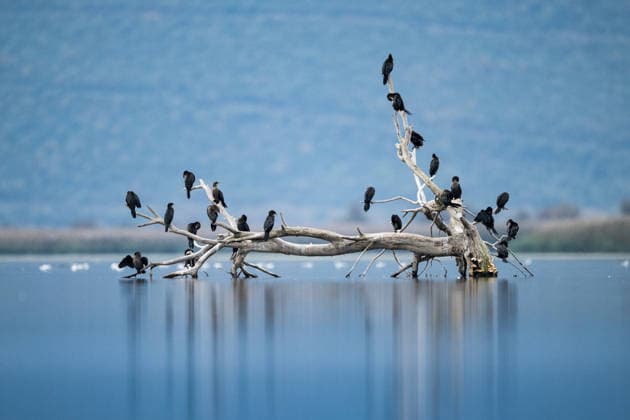 Creative Highlights World Pygmy cormorants of Lake Uluabat in Bursa, Turkiye BURSA, TURKIYE - NOVEMBER 19: A flock of pygmy cormorants are seen perching on tree branches at Lake Uluabat in Bursa, Turkiye on November 19, 2025. One of three cormorant species found in Turkiye, pygmy cormorants continue to inhabit lakes, rivers, and coastal areas. The species hunts by diving underwater and, thanks to its webbed feet, moves swiftly to catch fish with skill. Often observed in flocks, Lake Uluabat is among the key feeding and sheltering areas for pygmy cormorants. Alper Tuydes Anadolu Bursa Turkey. Editorial use only. Please get in touch for any other usage.  Copyright: x2026xAnadoluxAlperxTuydesx
