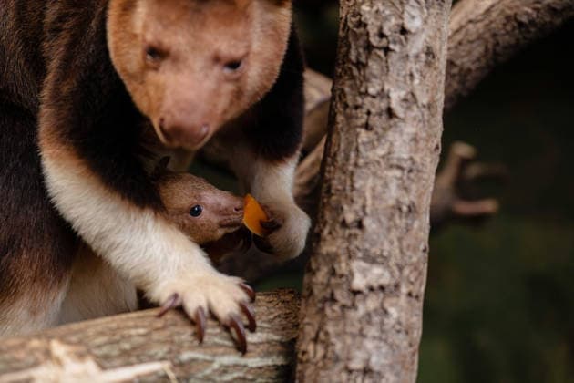 RECORD DATE NOT STATED Tree kangaroo joey emerges from his mum s pouch at Chester Zoo Endangered tree kangaroo joey has fully emerged for the first time after spending months growing inside his mother s pouch., Credit:Chester Zoo Avalon  Copyright: xChesterxZoox xAvalonx 1065442527