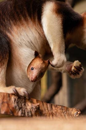 RECORD DATE NOT STATED Tree kangaroo joey emerges from his mum s pouch at Chester Zoo Endangered tree kangaroo joey has fully emerged for the first time after spending months growing inside his mother s pouch., Credit:Chester Zoo Avalon  Copyright: xChesterxZoox xAvalonx 1065442744