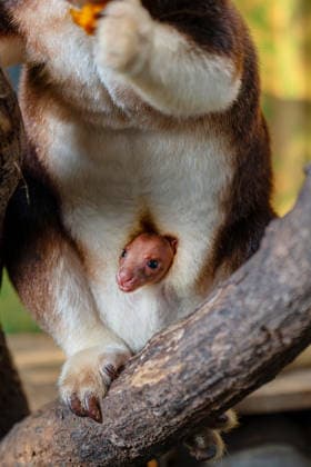 RECORD DATE NOT STATED Tree kangaroo joey emerges from his mum s pouch at Chester Zoo Endangered tree kangaroo joey has fully emerged for the first time after spending months growing inside his mother s pouch., Credit:Chester Zoo Avalon  Copyright: xChesterxZoox xAvalonx 1065443081