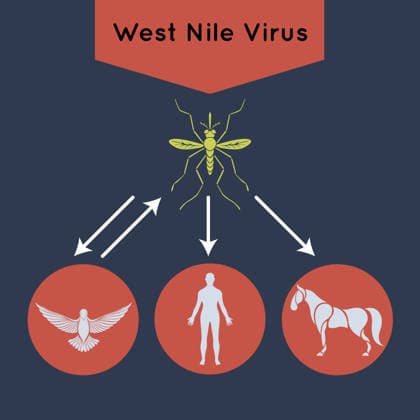 West Nile Virus Icon A clean, isolated icon representing West Nile Virus. This graphic depicts the virus with stylized wings, symbolizing transmission. Suitable for health and medical contexts. Copyright: xmacLifethaix