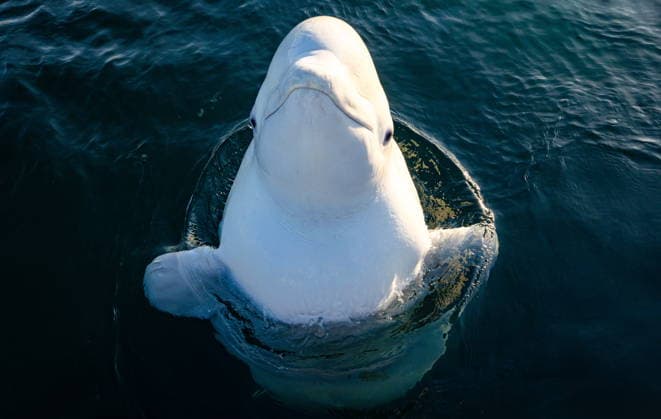 RUSSIA, VLADIVOSTOK - JANUARY 16, 2026: A beluga whale is trained at the Marine Mammal Research Base (BIMM) of the Primorsky Aquarium, the Far Eastern Branch of the Russian Academy of Sciences, in Paris Bay off Russky Island. Six spotted seals and four beluga whales are kept at the base. Yuri Smityuk TASS  87381092