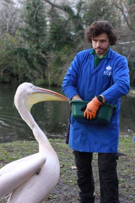 Entertainment Bilder des Tages Great white pelicans at St James™s Park, London, UK London, UK. 16 January 2026. Great white pelicans (Pelecanus onocrotalus) are seen at St James™s Park on a sunny winter day as a Royal Parks keeper feeds the birds and visitors stop to watch and take photographs., Credit:Alexander Seale Avalon united kingdom, London  Copyright: xAlexanderxSealex xAvalonx 1066632279