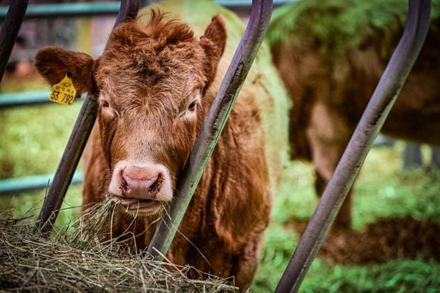 Grüne Woche: So werden die Tiere geschützt ** NUR FÜR REDAKTIONELLE ZWECKE ** EDITORIAL USE ONLY **<p>Grüne Woche - Tierhalle: So werden die Tiere geschützt, fotografiert am 17.01.2026 in Berlin. Berlin Berlin Berlin Copyright: MaurizioxGambarini