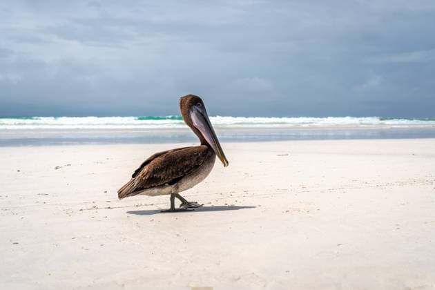 Creative Highlights World Brauner Pelikan rastet auf Felsen in der Tortuga-Bucht, Galapagos-Inseln, Ecuador A brown pelican calmly rests on rocks along the pristine Tortuga Bay beach, showcasing the unique wildlife of the Galapagos Islands, Ecuador (License=RF) Copyright: xZoonar.com LaurentxDavoustx 24477354