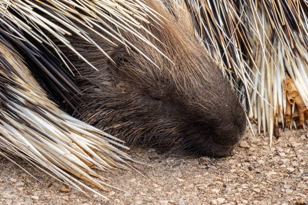 Creative Highlights World Close-up of a resting porcupine on stone surface Close-up image of a porcupine resting on a stone surface, showcasing its intricate quills and textured fur. The peaceful moment captures the beauty of wildlife and nature. Model Released JuanLopez_ID32604_1110614_002 Copyright: xJuanxLopezx RECORD DATE NOT STATED