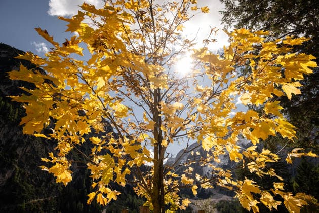 Majestic maple tree in autumn sunlight A vibrant maple tree displaying stunning yellow leaves in autumn. The sun peeks through the branches, creating a picturesque scene with a mountain backdrop. Model Released JuanmiMoya_ID32521_1107977_001 Copyright: xJuanmixMoyax RECORD DATE NOT STATED