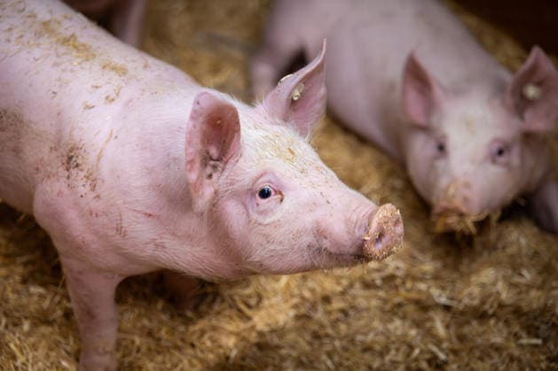 Deutschland 17.Dec.2025: Im Bild: Ein Ferkel steht auf Stroheinstreu in einem Stall eines landwirtschaftlichen Betriebs in Deutschland. Die Tiere werden in der Haltungsform 4 gehalten, die unter anderem strukturierte Stallbereiche, mehr Platz sowie Beschäftigungsmaterial wie Stroh vorsieht. Im Hintergrund ist ein weiteres Ferkel im Stallbereich zu sehen. Niedersachsen *** Germany 17 Dec 2025 In the picture A piglet stands on straw bedding in a barn on a farm in Germany The animals are kept in housing system 4, which includes structured barn areas, more space and material to keep them occupied, such as straw Another piglet can be seen in the barn area in the background Lower Saxony Copyright: xFotostandx xGelhotx