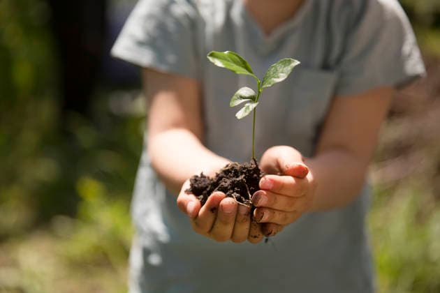 Kinderhände halten einen Setzling, der in die Erde gepflanzt wurde. Concept of Earth day, organic gardening, ecology. spend free time do favourite hobby. life concept. child hands holding a seedling planted in the soil and blurred backgrounds. growing plants in nature (License=RF) ,model released, Symbolfoto Copyright: xZoonar.com UliaxZotaninax 24483465 ,model released, Symbolfoto ,property released