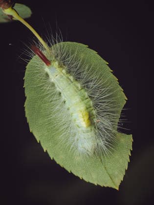 Creative Highlights World Eine Larve der Blassbuschmotte auf einem teilweise angefressenen Blatt (Calliteara pudibunda) A Pale Tussock Moth caterpillar on a partially eaten leaf (Calliteara pudibunda) (License=RF) Copyright: xZoonar.com DxHarrison-Wardx 24490676