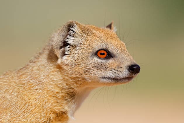 Creative Highlights World Porträt einer Gelben Manguste ? Kalahari-Wüste Portrait of a yellow mongoose (Cynictus penicillata), Kalahari desert, South Africa (License=RF) Copyright: xZoonar.com NicoxSmitx 24491043