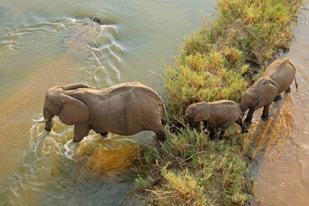 Creative Highlights World Afrikanische Elefantenkuh und Kälber im Fluss ? Krüger-Nationalpark African elephant (Loxodonta africana) cow with calves walking in a river, Kruger National Park, South Africa (License=RF) Copyright: xZoonar.com NicoxSmitx 24491106