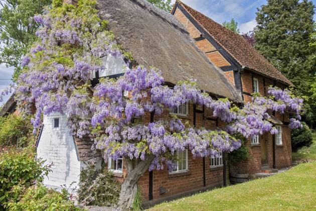 Wisteria Covered Cottage, Berkshire, Großbritannien Wisteria Covered Cottage Berkshire UK Copyright: imageBROKER GrahamxMulrooney ibliqx16162586.jpg