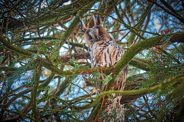 Creative Highlights World Waldohreule ( Asio otus ). Waldohreule ( Asio otus ) am Schlafplatz. 20260119MIC0358 *** Long-eared owl Asio otus Long-eared owl Asio otus at roost 20260119MIC0358