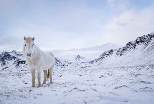 Creative Highlights World Majestic white horse in mountainous snowy landscape Reykjavík, Reykjavíkurborg, Iceland CR_SSNF260119B-1943134-01