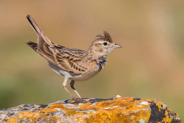Creative Highlights World Kurzzehenlerche, Kurzzehen-Lerche (Calandrella brachydactyla), steht auf einem flechtenbewachsenen Stein, Italien, Latium greater short-toed lark (Calandrella brachydactyla), standing on a lichened stone, Italy, Lazio BLWS740609 *** Short-toed lark, Bluntschli Lark Calandrella brachydactyla , is at a flechtenbewachsenen Stone, Italy, Lazio Greater Short toed Lark Calandrella brachydactyla , standing ON a lichened stone, Italy, Lazio BLWS740609 Copyright: xblickwinkel AGAMI D.xOcchiatox