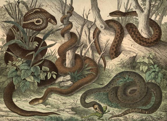 Tiere, Schlangen: Brillenschlange oder indische Kobra, Naja tripudians oder Naja naja, Kreuzotter, Pelias berus, Ringelnatter, Tropidonotus natrix, Äsculapnatter, Coluber aesculapii, Schulbild, authentische Reproduktion eines Schulwandbildes, um 1900, genaues Datum unbekannt, Historisch 1f-4874924