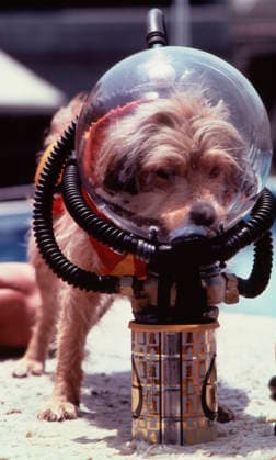 RECORD DATE NOT STATED RECORD DATE NOT STATED Benji filming scene for a TV special circa 1981 ** H.L. EDITORIAL USE ONLY  Copyright: x