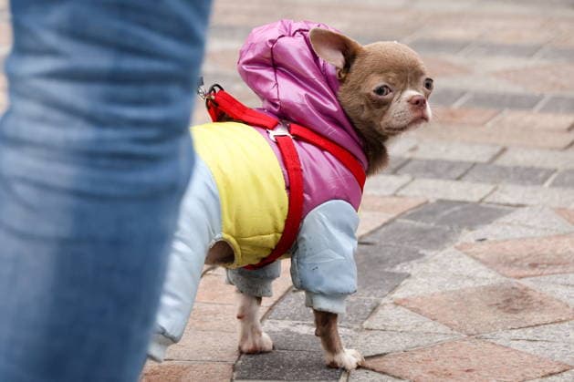 Entertainment Bilder des Tages RUSSIA, SEVASTOPOL - JANUARY 25, 2026: A dog is seen during a celebration of Russian Students Day at the New Chersonesos Museum and Church Complex. Sergei Malgavko TASS  87814241