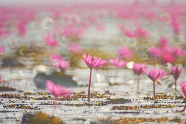 Beautiful pink lotus flower in nature Udon Thani, Udon Thani, Thailand CR_SSBW260125-1949747-01