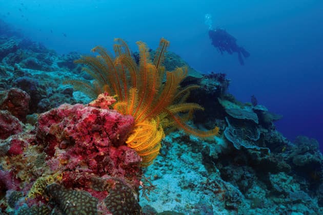 Taucher betrachtet leuchtend bunte Korallen im tiefen Meer Diver looks at brightly colored corals in the deep sea Copyright: imageBROKER JohannesxKern ibxjke10470057.jpg