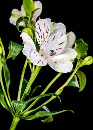 White Alstroemeria Flowers with Purple Streaks on Black Background Ukraine, Odesa Oblast, Odesa R_SEZA260122-1949161-01