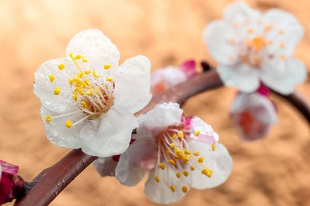 Zarte weiße Pflaumenblüten, auf denen Tautropfen glitzern, kündigen den Frühling an. Close up of white plum blossoms covered in water droplets, signifying the arrival of spring with its delicate beauty and fresh allure. (License=RF) Copyright: xZoonar.com AndriixAbryutinx 24526322