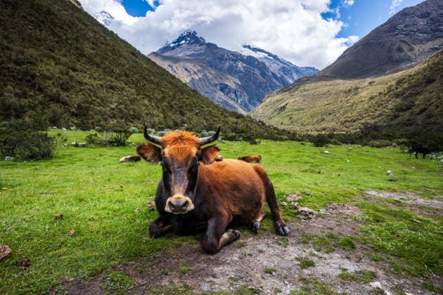 Cow In Huascaran National Park Peru Huaraz, Ancash, Peru CR_WLCB260126B-1949244-01