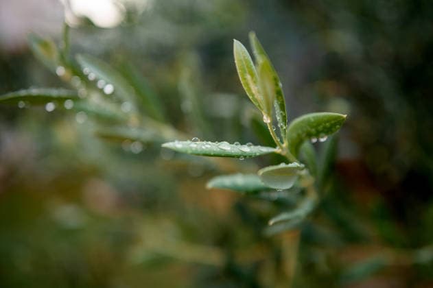 IMAGO Creative, Jahreszeit Sommer, Regen, Sommerregen Olive Branch with Water Droplets Split, Split-Dalmatia County, Croatia R_JUCE260127B-1950231-01