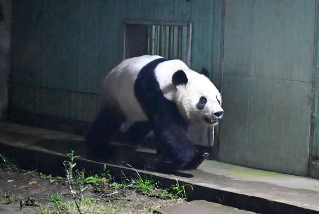 (260128) -- CHENGDU, Jan. 28, 2026 -- Giant panda Xiao Xiao is pictured at the Ya an base of China Conservation and Research Center for the Giant Panda in southwest China s Sichuan Province on Jan. 28, 2026. The final two giant pandas in Japan returned to China from a zoo in Tokyo on Wednesday morning, marking the end of over five decades of panda presence in Japan. The pair, Xiao Xiao and Lei Lei, arrived at Chengdu in southwest China s Sichuan Province at 1 a.m., before they were sent to the Ya an base of China Conservation and Research Center for the Giant Panda, where they will be quarantined. Xiao Xiao and Lei Lei were born in 2021 to their mother Shin Shin and her mate, Ri Ri, which were returned to China in September 2024. (C