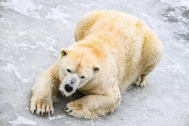 Eisbären im Berliner Tierpark ** NUR FÜR REDAKTIONELLE ZWECKE ** EDITORIAL USE ONLY **<p>Eisbären im Berliner Tierpark geniesen Schnee und Ein in ihrem Gehege, fotografiert am 28.01.2026 in Berlin. Berlin Berlin Berlin Copyright: MaurizioxGambarini