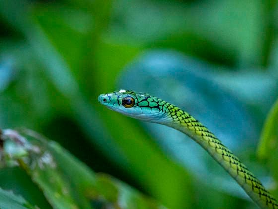 Adult black-skinned parrot snake, Leptophis ahaetulla nigromarginatus, deep within the Pacaya Samiria Preserve, Peru Copyright: MichaelxNolan 1112-12528