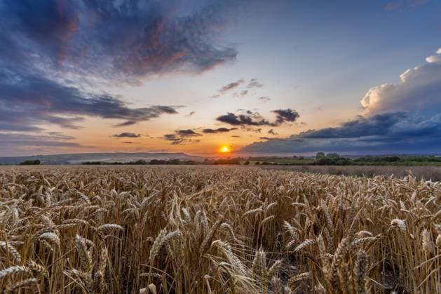 Sunset over wheat fields and the South Downs National Park near Wilmington, East Sussex, England, UK Copyright: BarryxDavis 1358-757