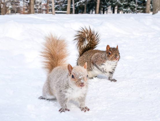 January 28, 2026, Montreal, Quebec, Canada: Extra cold and snowy conditions continue across Montreal this week, as squirrels were seen in a city park on Tuesday, braving the winter weather. Montreal Canada - ZUMAs278 20260128_zip_s278_007 Copyright: xSerkanxSenturkx