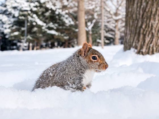 January 28, 2026, Montreal, Quebec, Canada: Extra cold and snowy conditions continue across Montreal this week, as squirrels were seen in a city park on Tuesday, braving the winter weather. Montreal Canada - ZUMAs278 20260128_zip_s278_010 Copyright: xSerkanxSenturkx