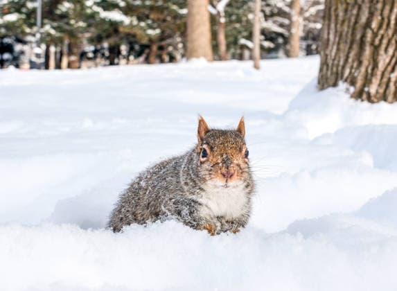 January 28, 2026, Montreal, Quebec, Canada: Extra cold and snowy conditions continue across Montreal this week, as squirrels were seen in a city park on Tuesday, braving the winter weather. Montreal Canada - ZUMAs278 20260128_zip_s278_012 Copyright: xSerkanxSenturkx
